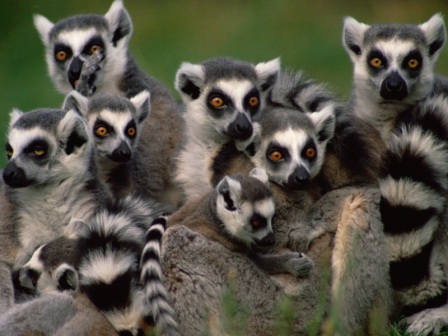 Grouping-of-Ring-Tailed-Lemurs.jpg