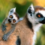 madre e hijo lemur